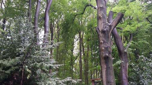 beuken bomen rooien in Aarle- Rixtel